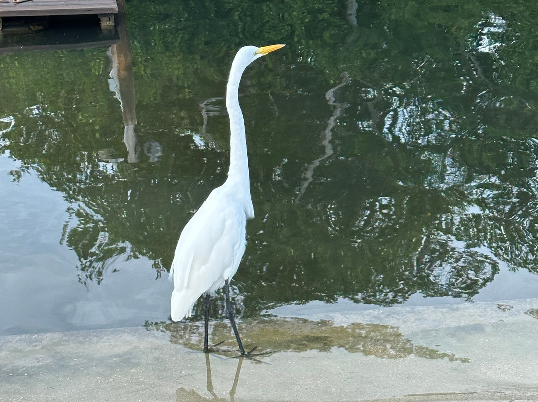 Kon-Tiki Resort主图