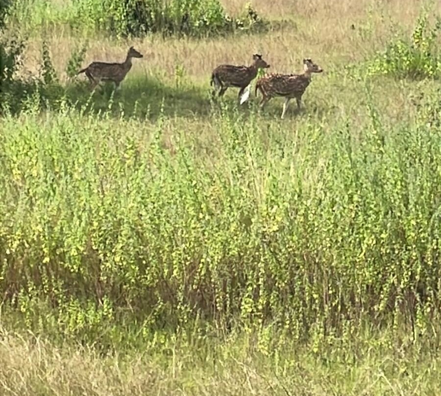 Tadoba Jungle Camp - Jungle Camps India主图
