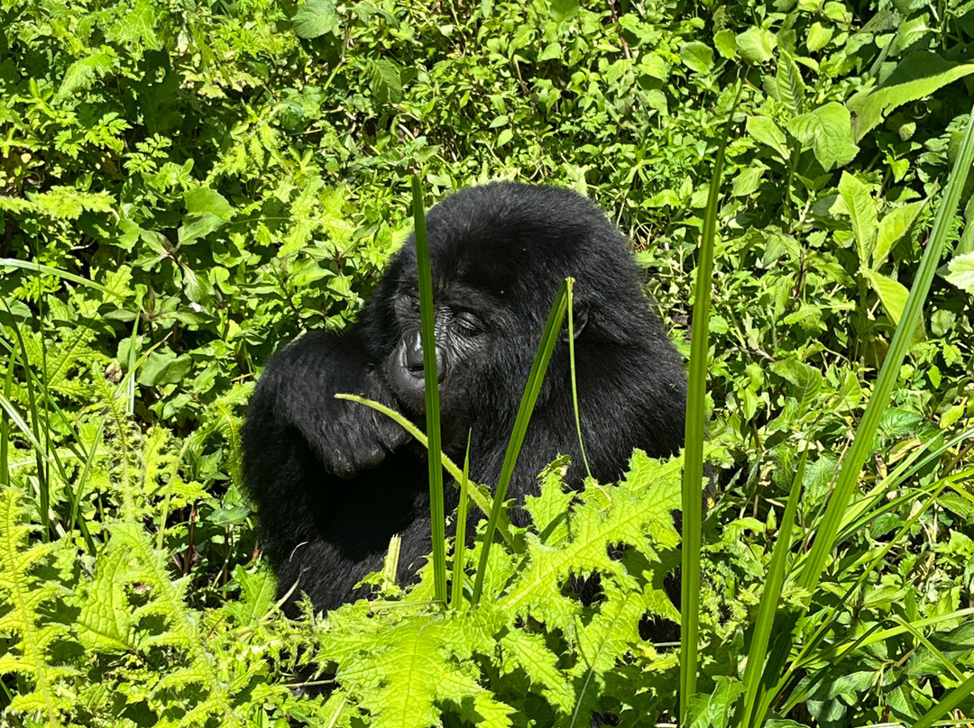 Go Gorilla Trekking-吉佳利必去景点
