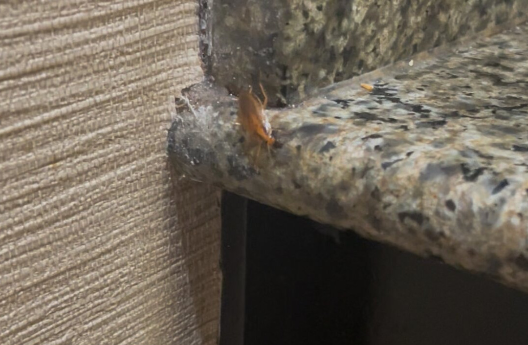 Comfort Suites at Rivergate Mall主图