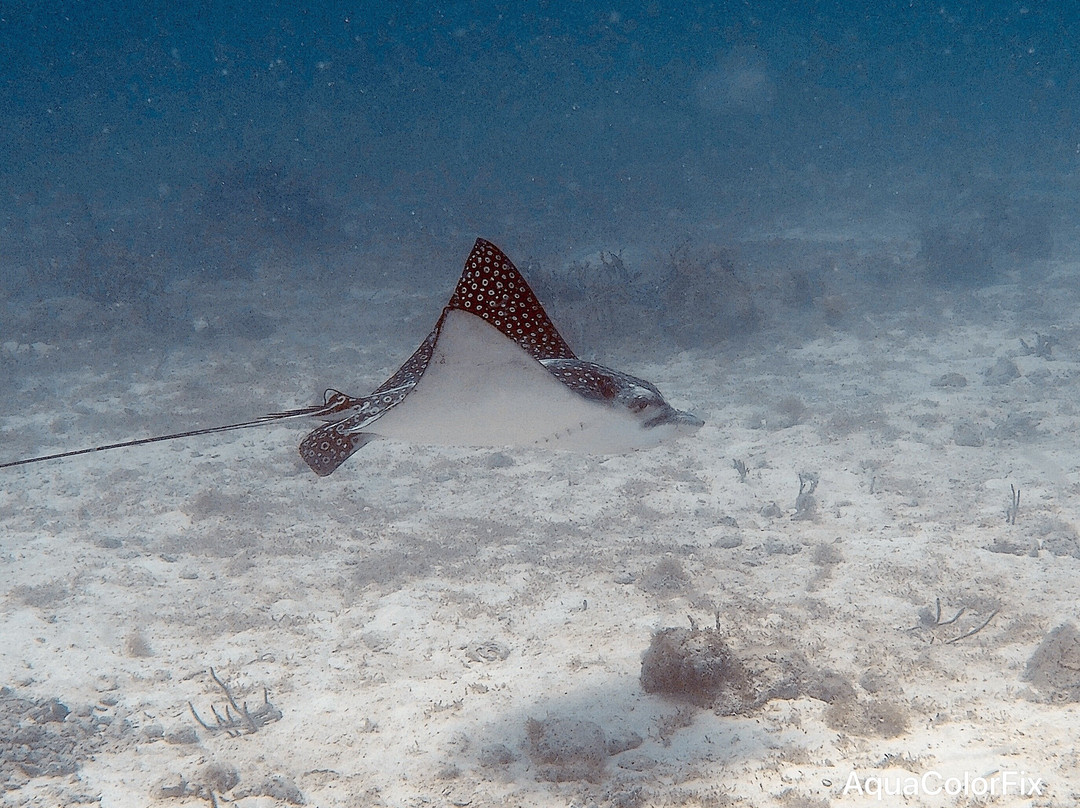 Palm Beach Divers-Noord必去景点