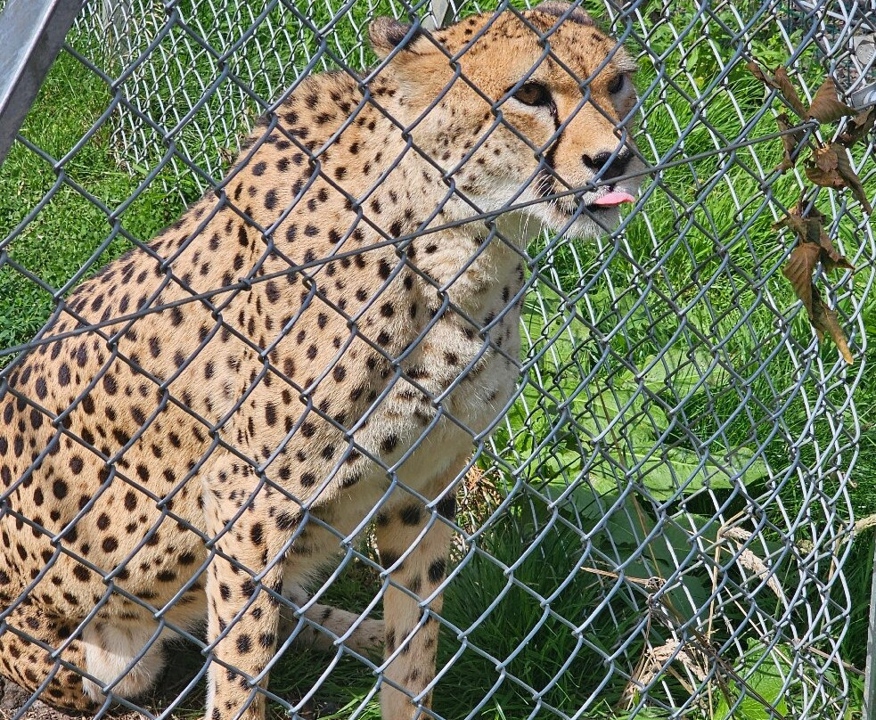 Five Sisters Zoo-West Calder必去景点