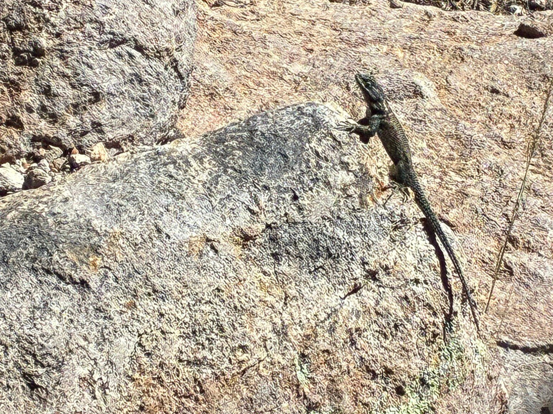 Chiricahua National Monument-Willcox必去景点