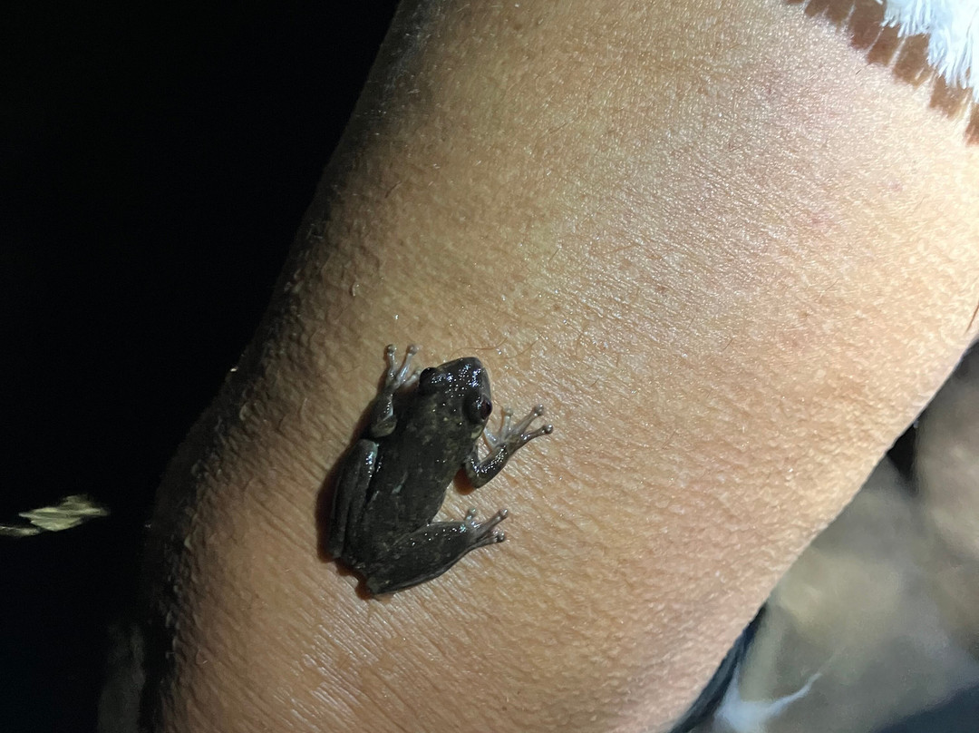 Undarra Lava Tubes-Undara Volcanic National Park必去景点