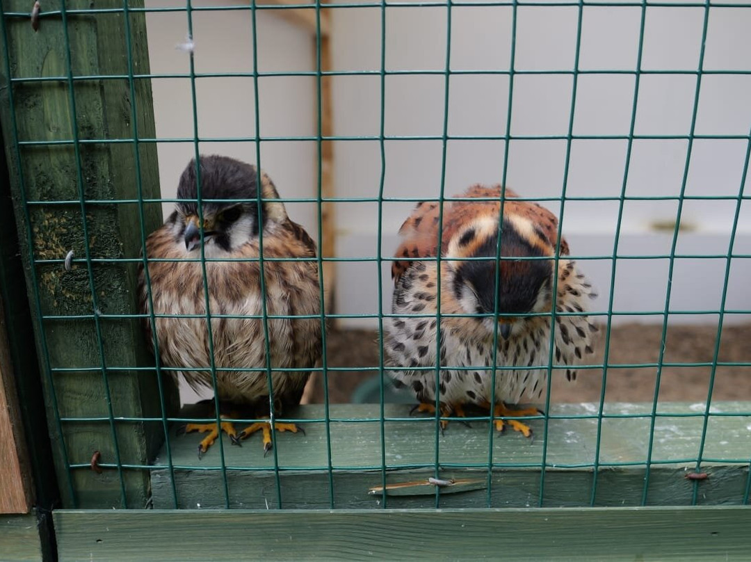 SMJ Falconry-Oxenhope必去景点