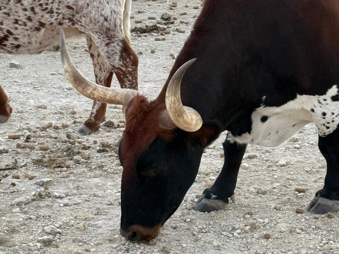 Dixie Dude Ranch-Bandera必去景点