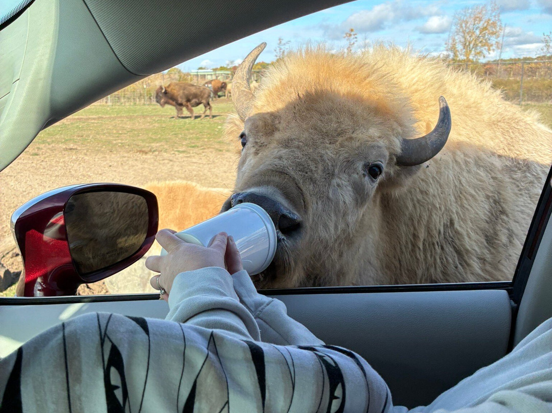 African Safari Wildlife Park-克林顿港必去景点