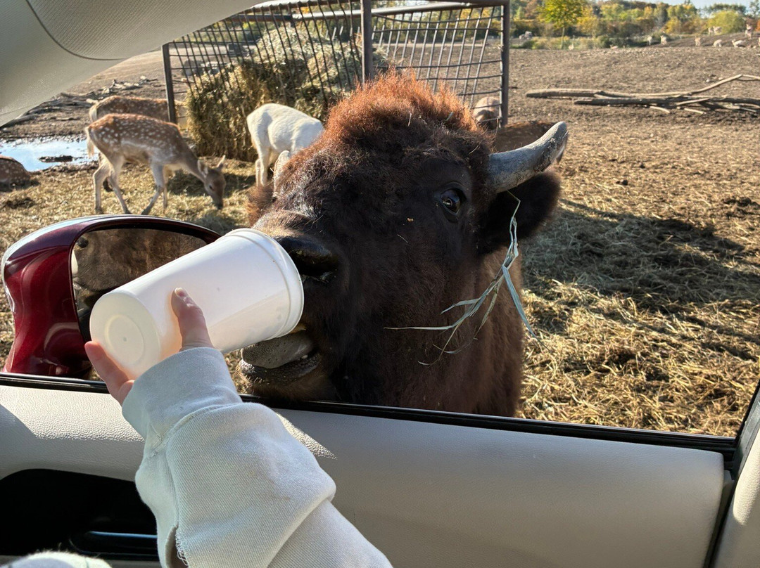 African Safari Wildlife Park-克林顿港必去景点
