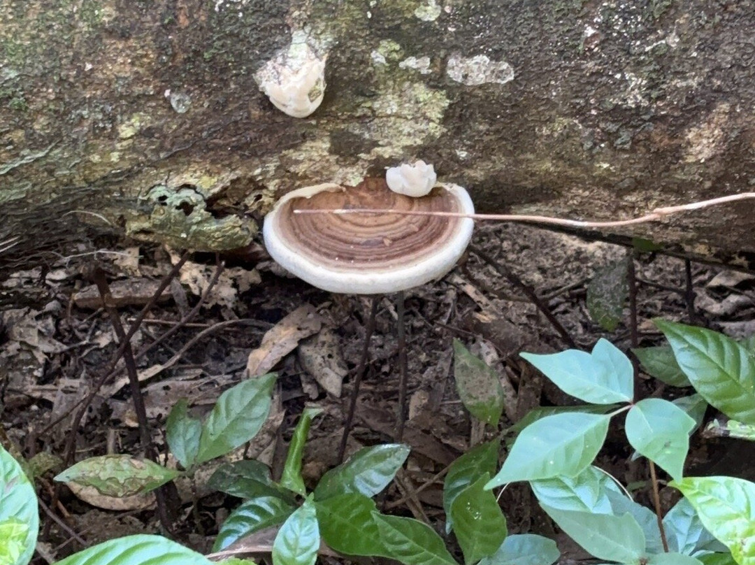 Enchanted Forest Sanctuary-泰特斯维尔必去景点