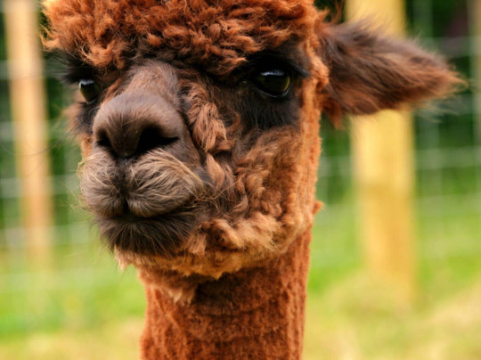 Fedwen Farm-Cwmafan必去景点