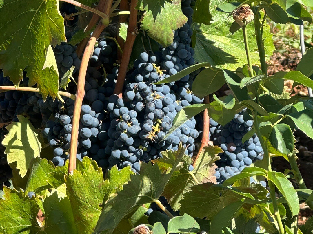 I Pastini-马丁纳弗兰卡必去景点