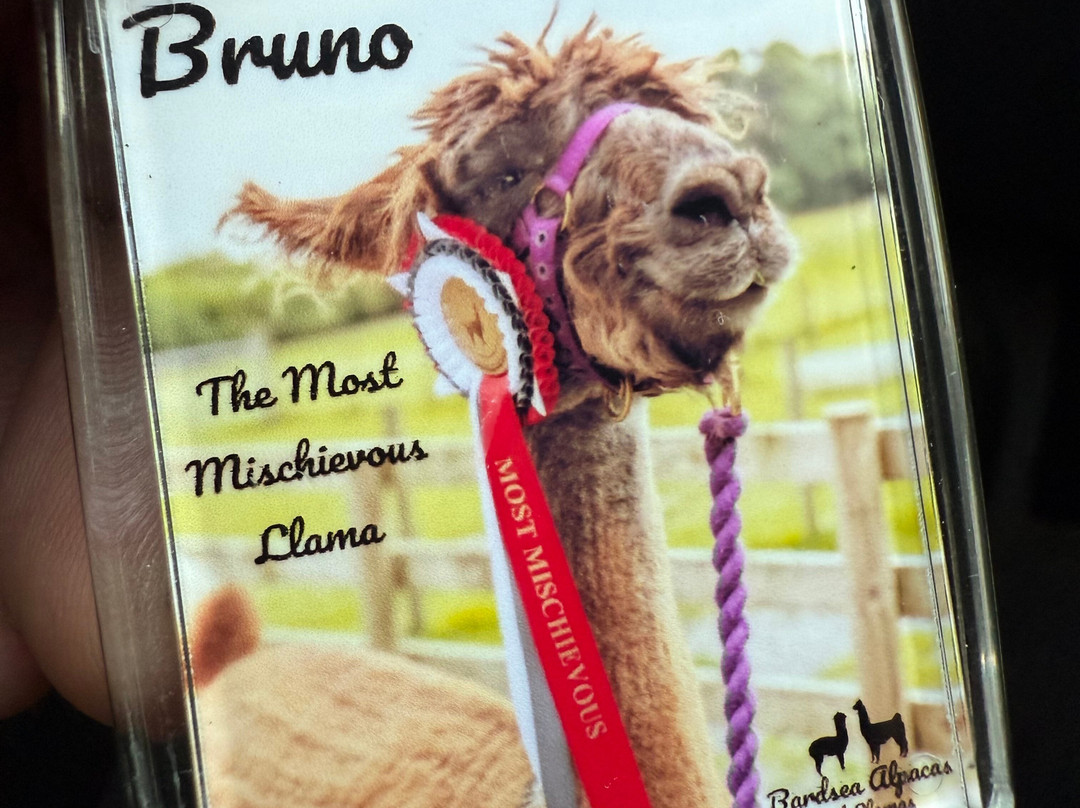 Bardsea Alpacas And Llamas-Bardsea必去景点