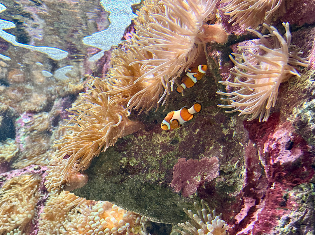 TOURLINE-Ammoudara必去景点