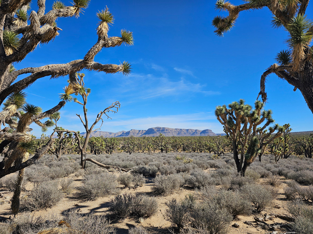 Arizona's Joshua Tree Forest-Meadview必去景点