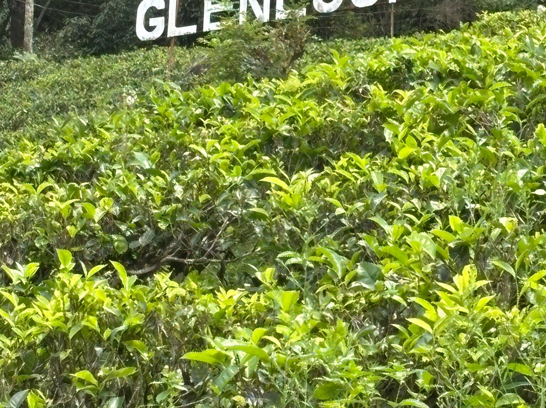 Glenloch Tea Factory-Katukitula必去景点