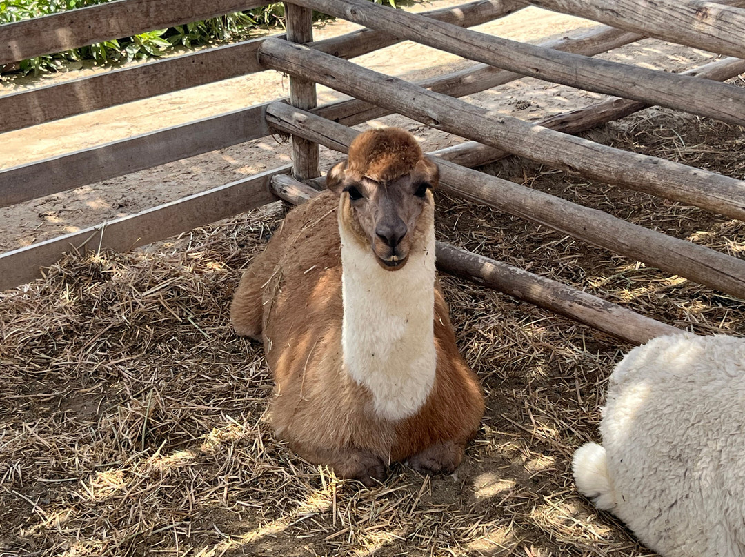 Dromedarius-伊卡必去景点