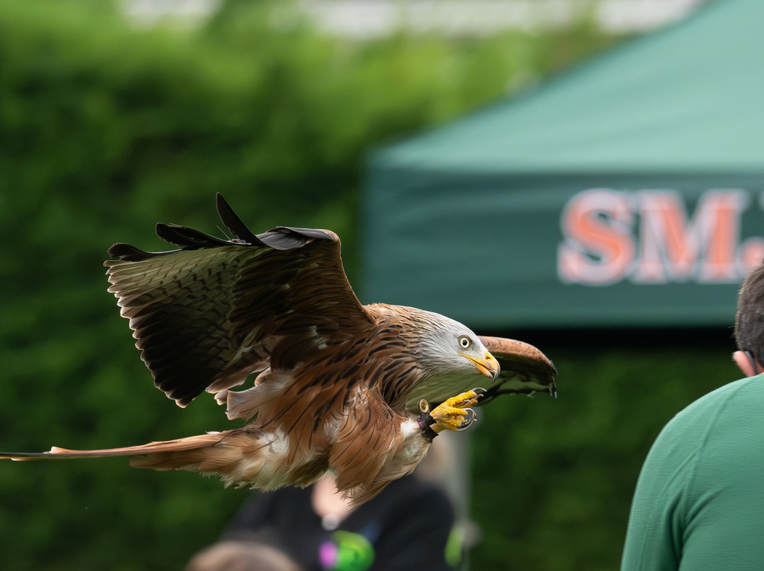 SMJ Falconry-Oxenhope必去景点