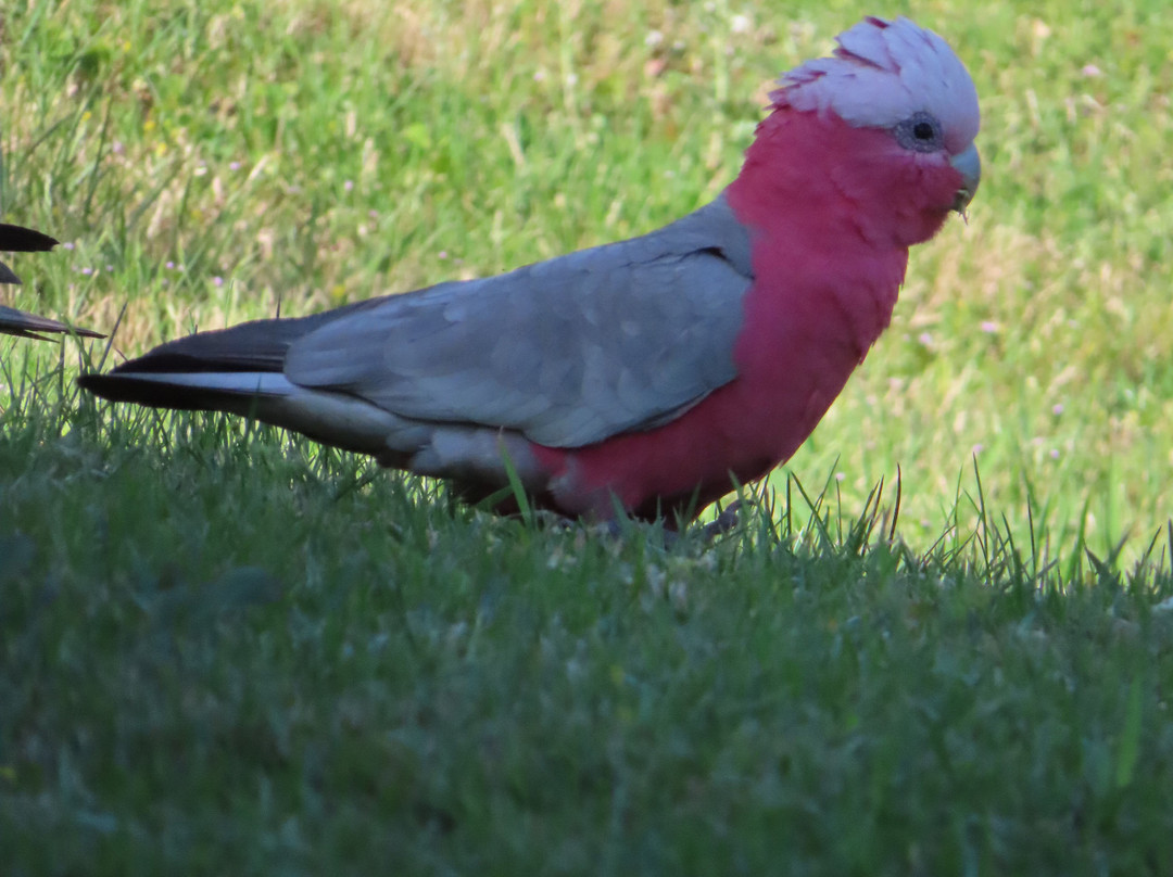 Edgewater Terraces at Metung主图