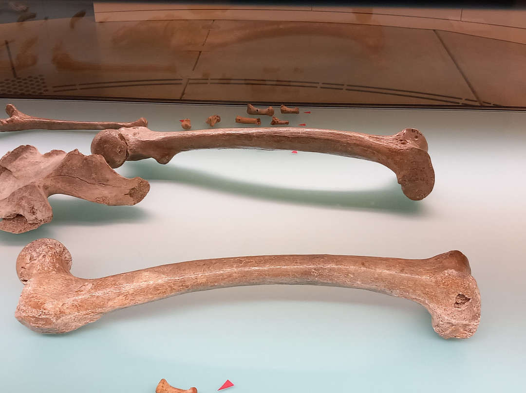 Rheinisches Landesmuseum Bonn-波恩必去景点