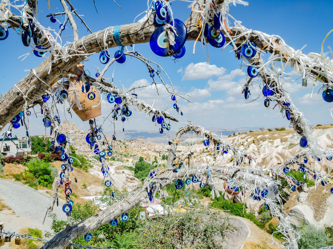 Evil Eye Tree-乌奇萨必去景点