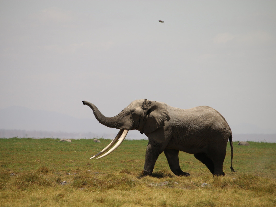APODIFORMES ADVENTURES-内罗毕必去景点