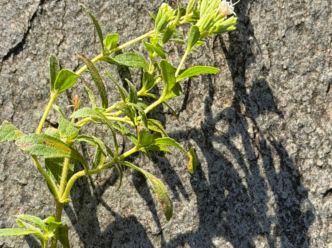 Annapurna Eco-Village主图