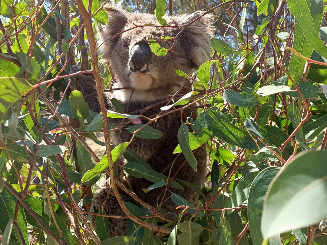 Ulupna Island-Strathmerton必去景点