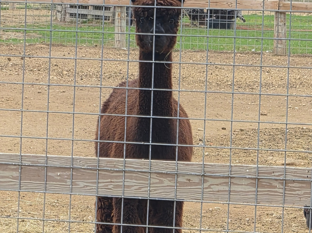 Grapetown Vineyard-弗雷德里克斯堡必去景点