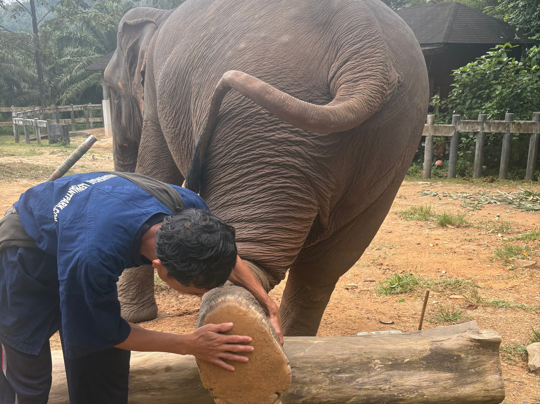 Phang Nga Elephant Park-攀牙必去景点