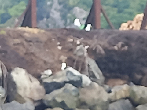 Port To Port Cruises and Wildife Tours-Port Chalmers必去景点