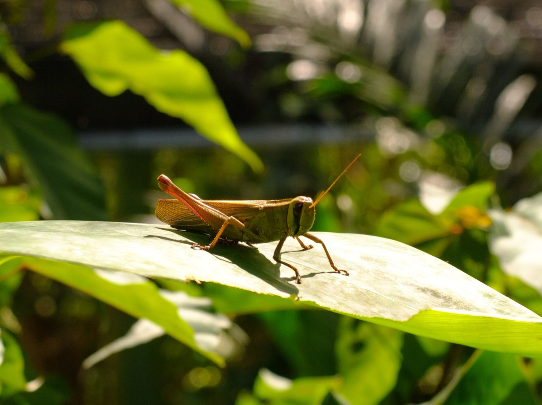 生态森林大象保护区-拜县必去景点