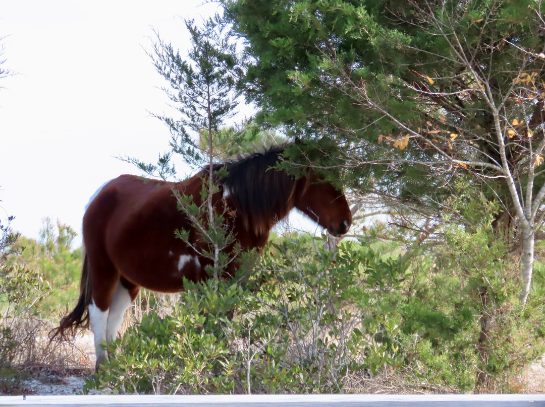 Assateague State Park-Berlin必去景点