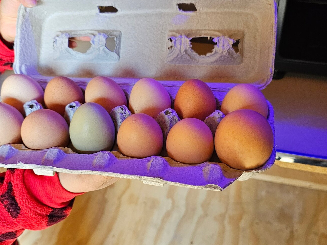 Morning Sunrise Farm