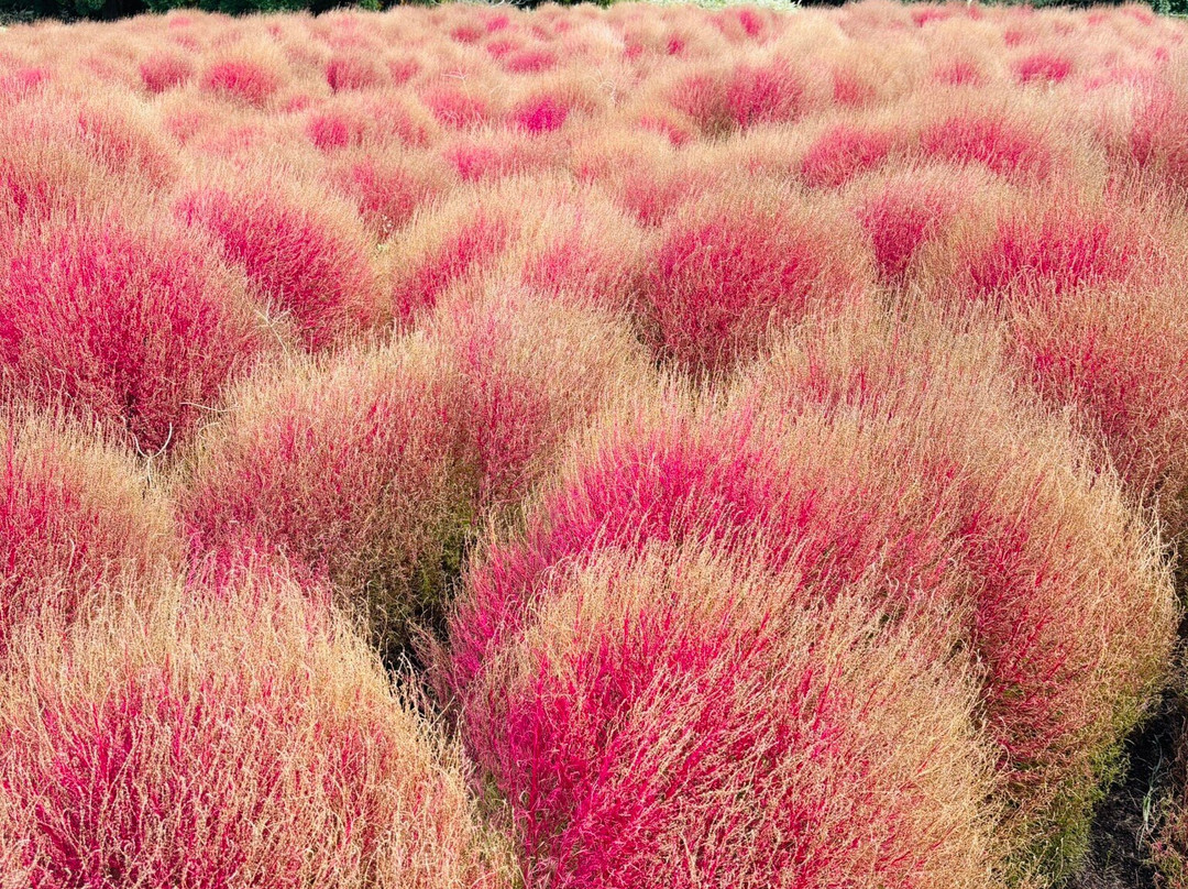 Kuju Flower Park-竹田市必去景点