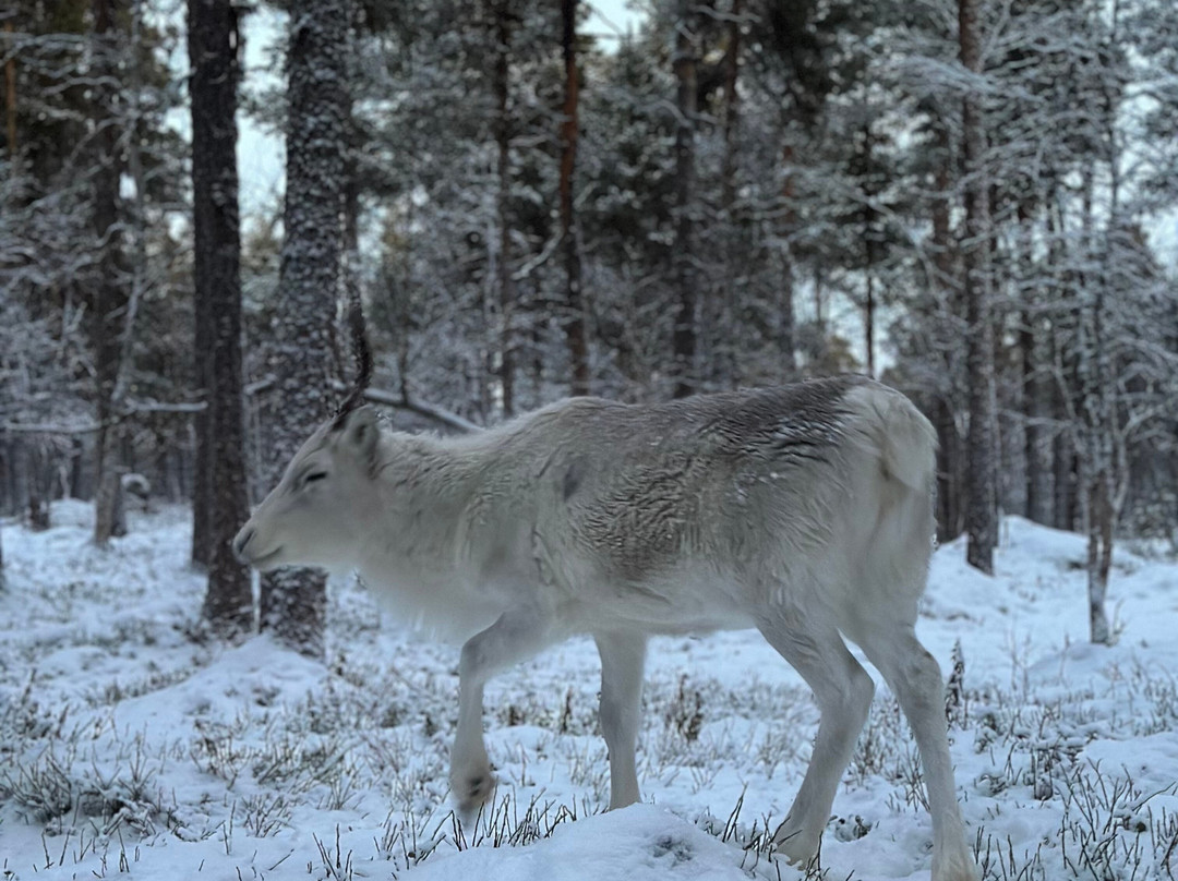 Angeli Reindeer Farm-伊纳里必去景点