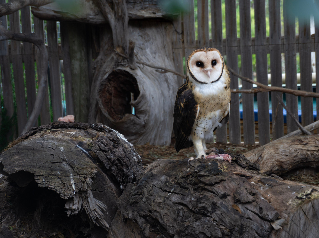 Raptor Refuge-Kettering必去景点