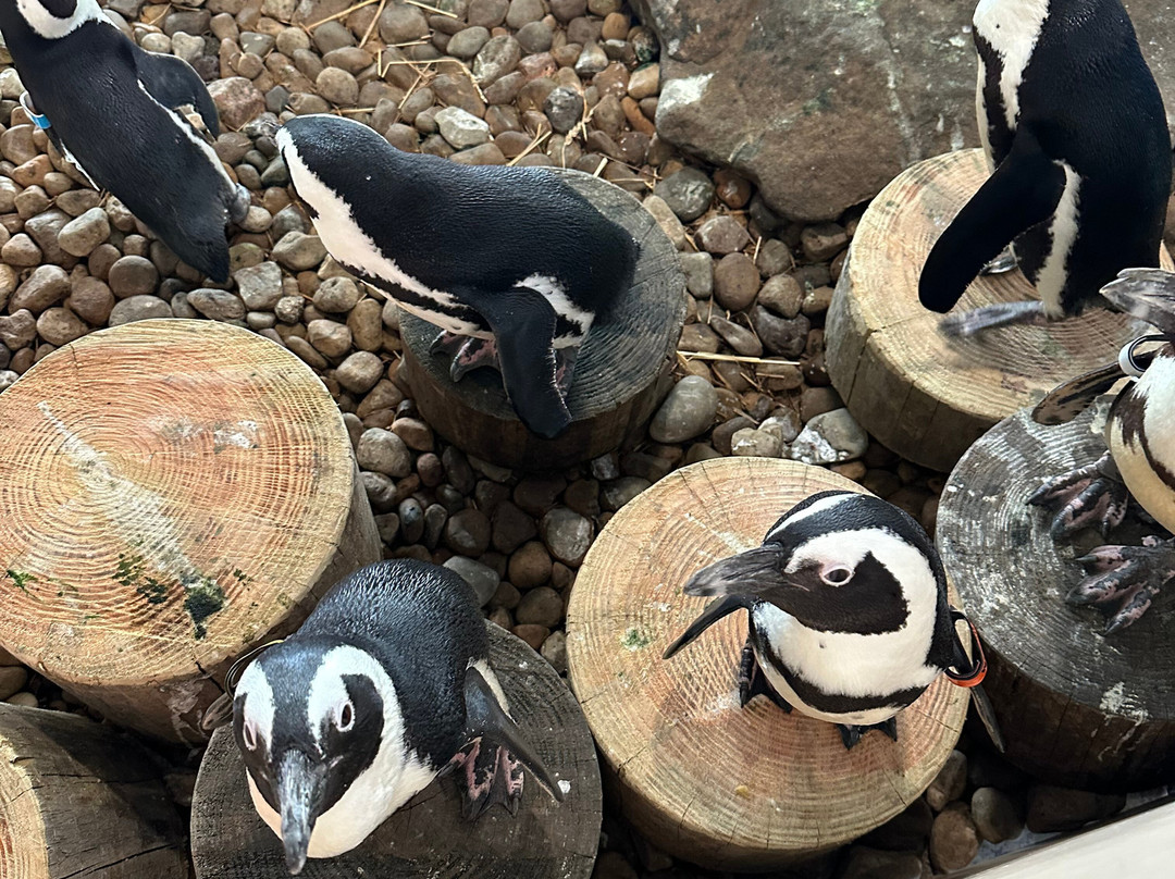 Keystone Safari-格罗夫城必去景点