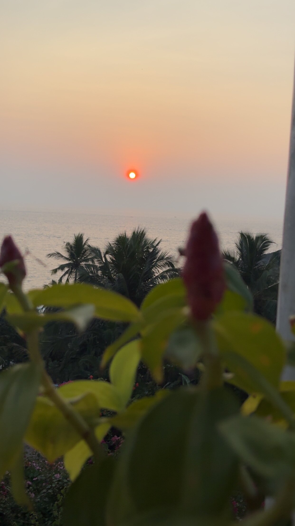海龟海滩酒店-官方