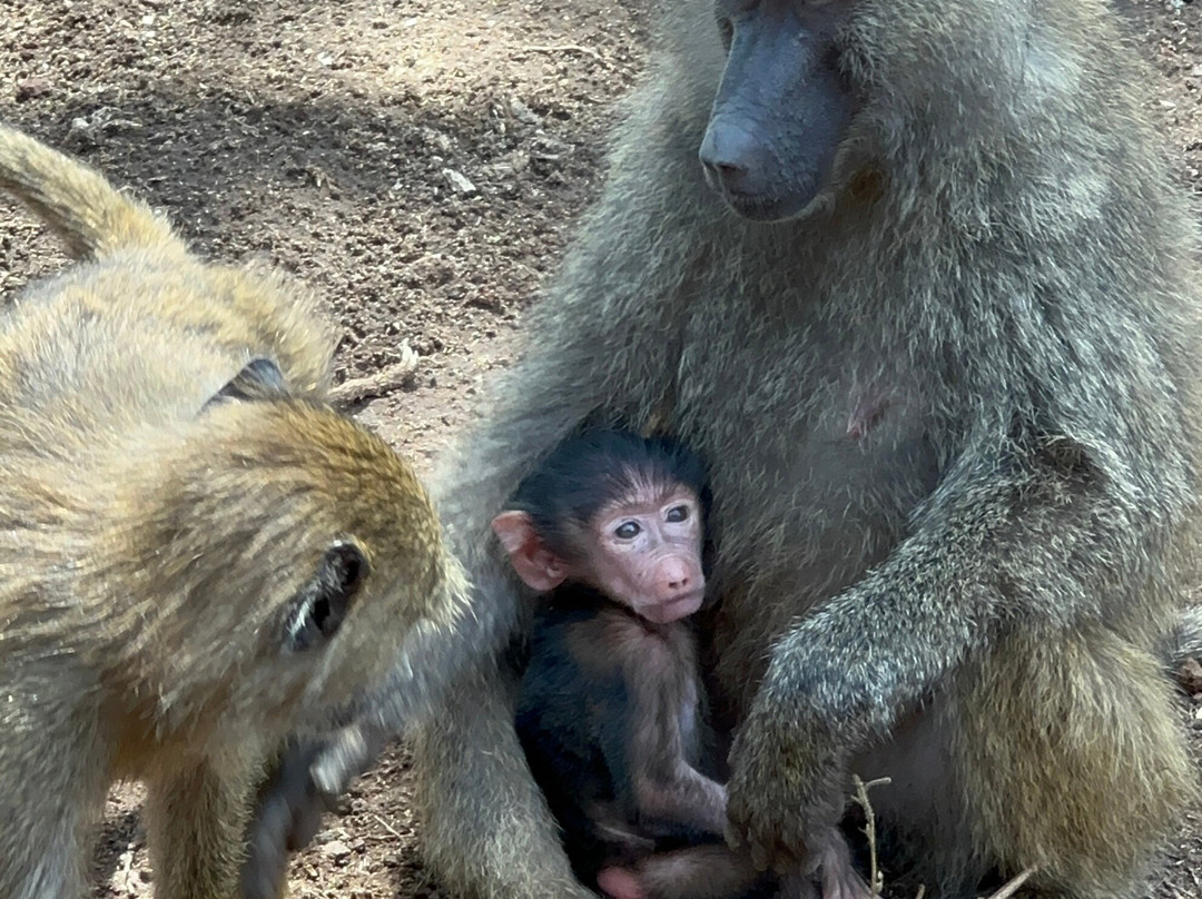 BADGER ADVENTURES TOURS & SAFARI-Arusha Chini必去景点