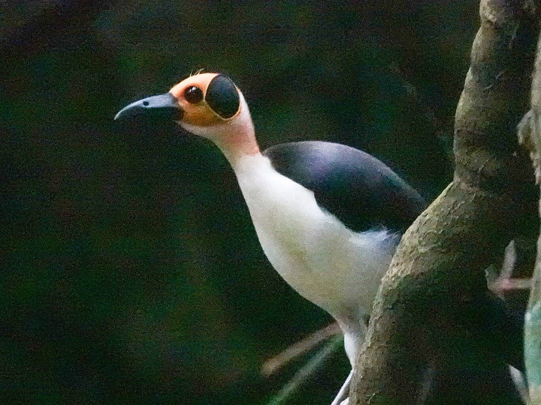 Adventure Birding Tours-特马必去景点