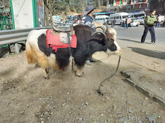 8fold  By Larisa, Shimla主图