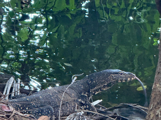 Boat Safari At Koggala Lake No 07-克拉必去景点