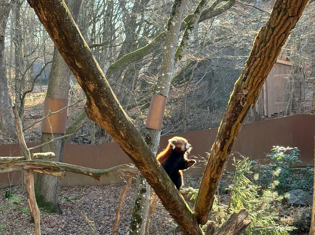 Parc Animalier De Sainte-croix-Rhodes必去景点