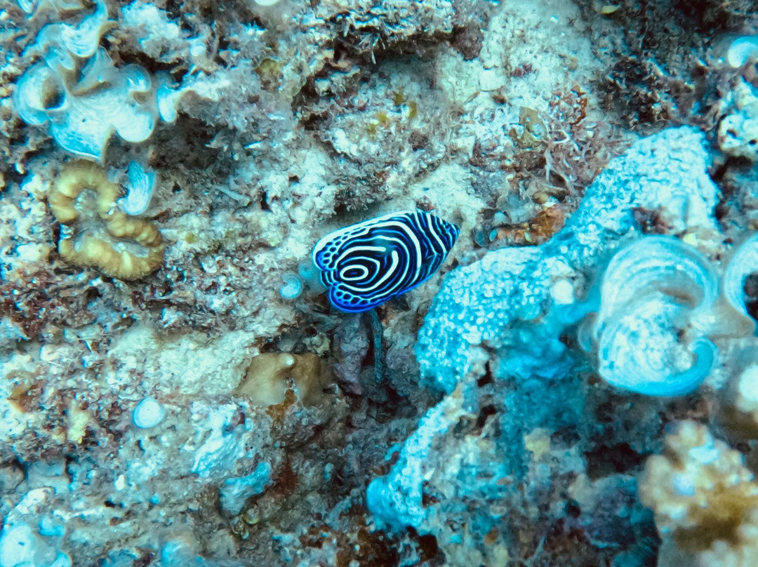 Emperator Diving Center-大湾必去景点