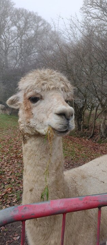 Petlake Alpacas of the New Forest-Totton必去景点