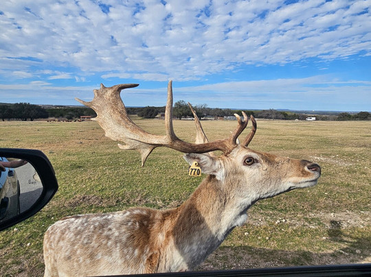 Fossil Rim Wildlife Center-Glen Rose必去景点