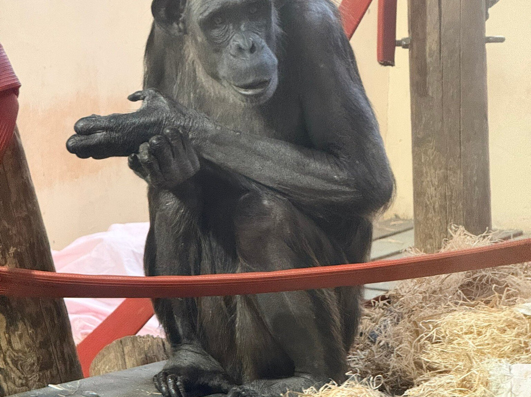 Monkey World-韦勒姆必去景点