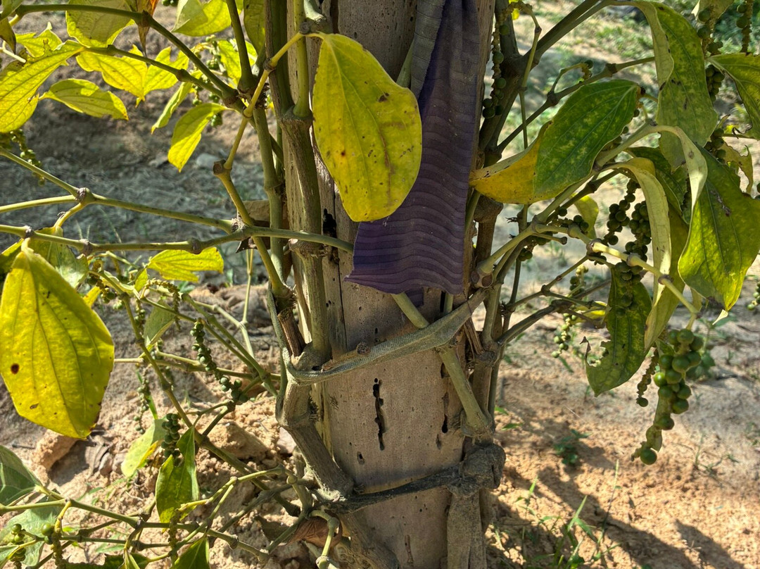 BoTree Farm-贡布必去景点