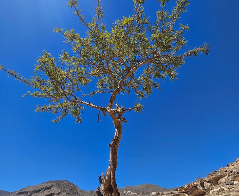 Salalah Safar-塞拉莱必去景点