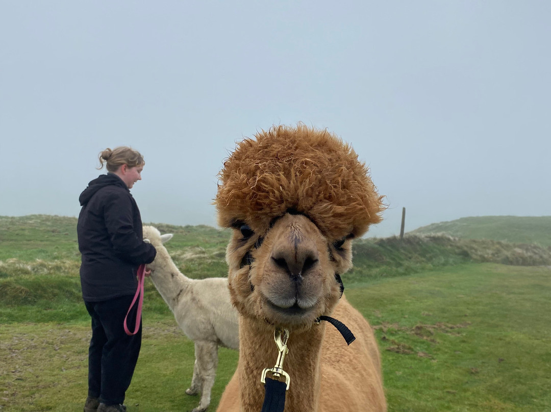 Wreay Syke Alpacas-肯德尔必去景点